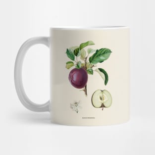 Apple Antique Botanical Illustration Mug